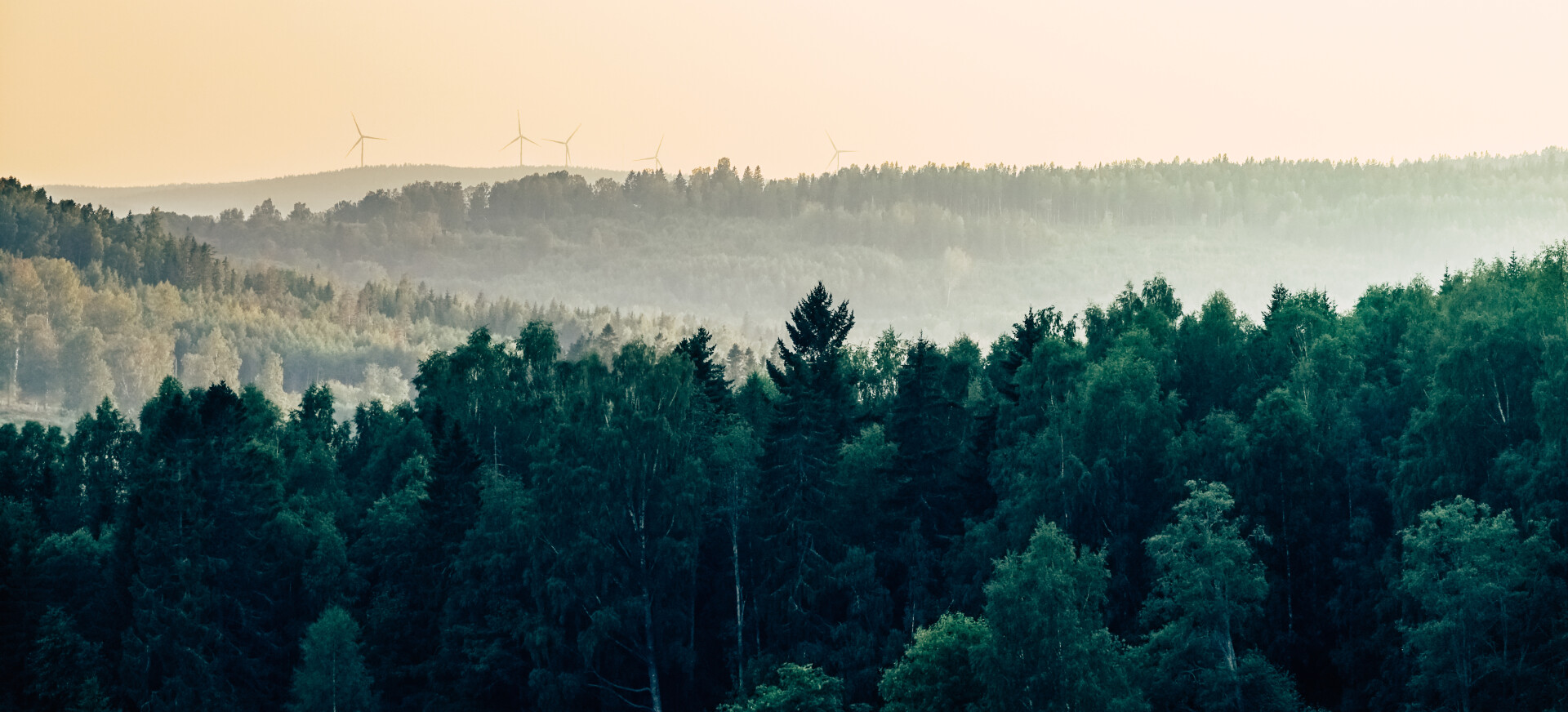 Skog med vindkraftverk i horisonten