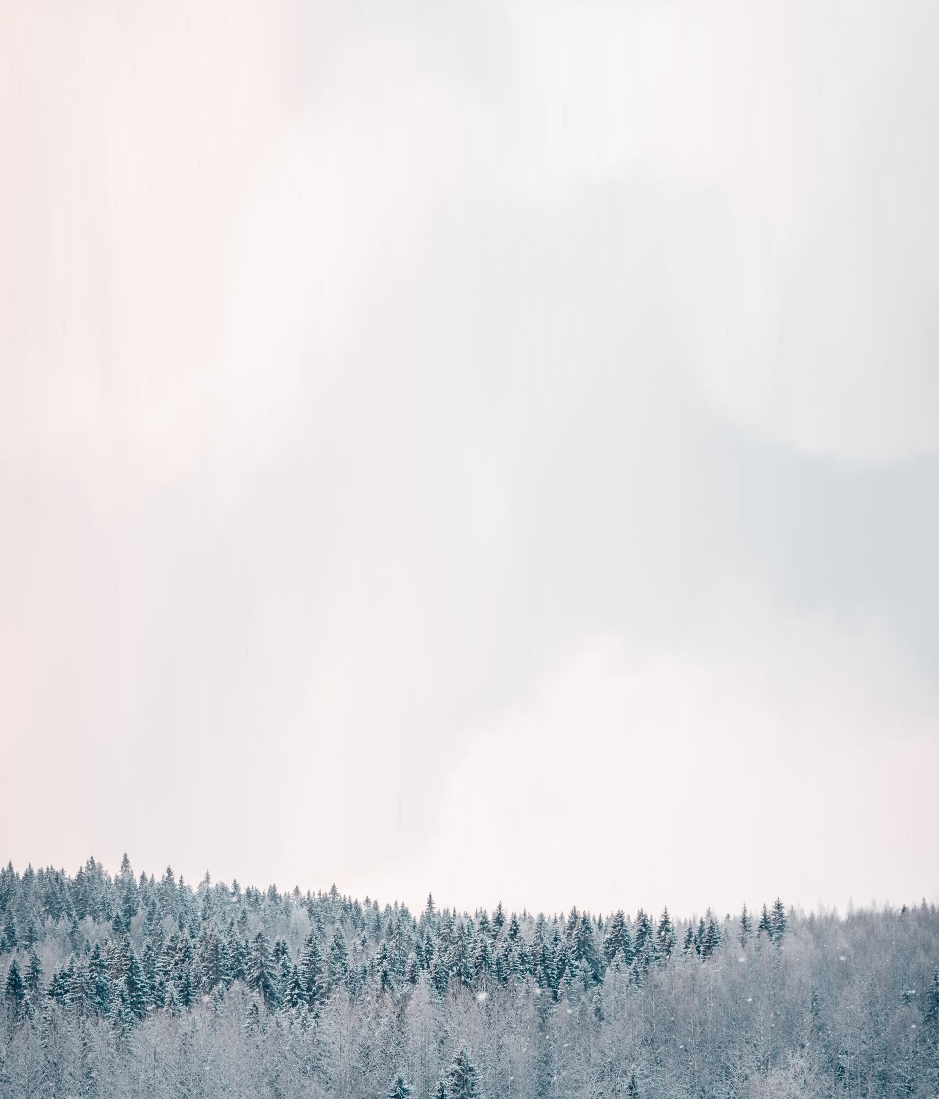 Nordisk skog i vinterskrud